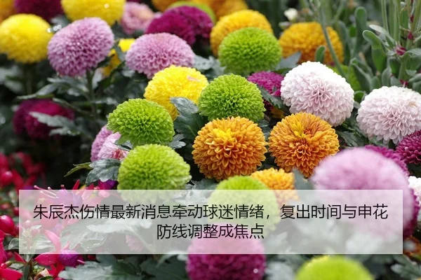 朱辰杰伤情最新消息牵动球迷情绪，复出时间与申花防线调整成焦点